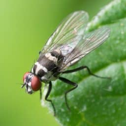 Close up of a fly on a leaf
