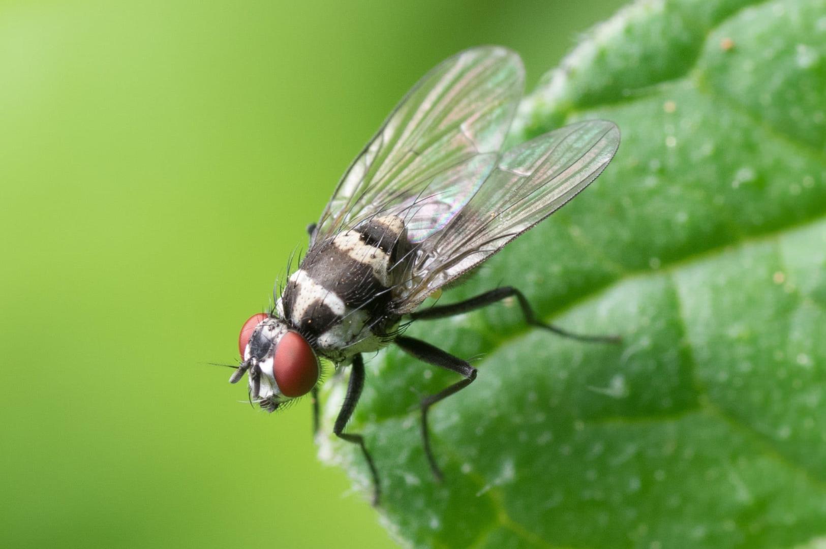 Close up of a fly on a leaf