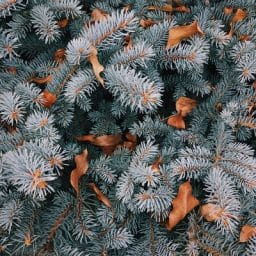 Pine trees with leaves on the branches.