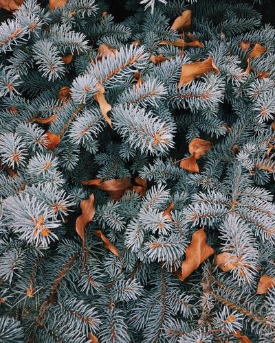 Pine trees with leaves on the branches.