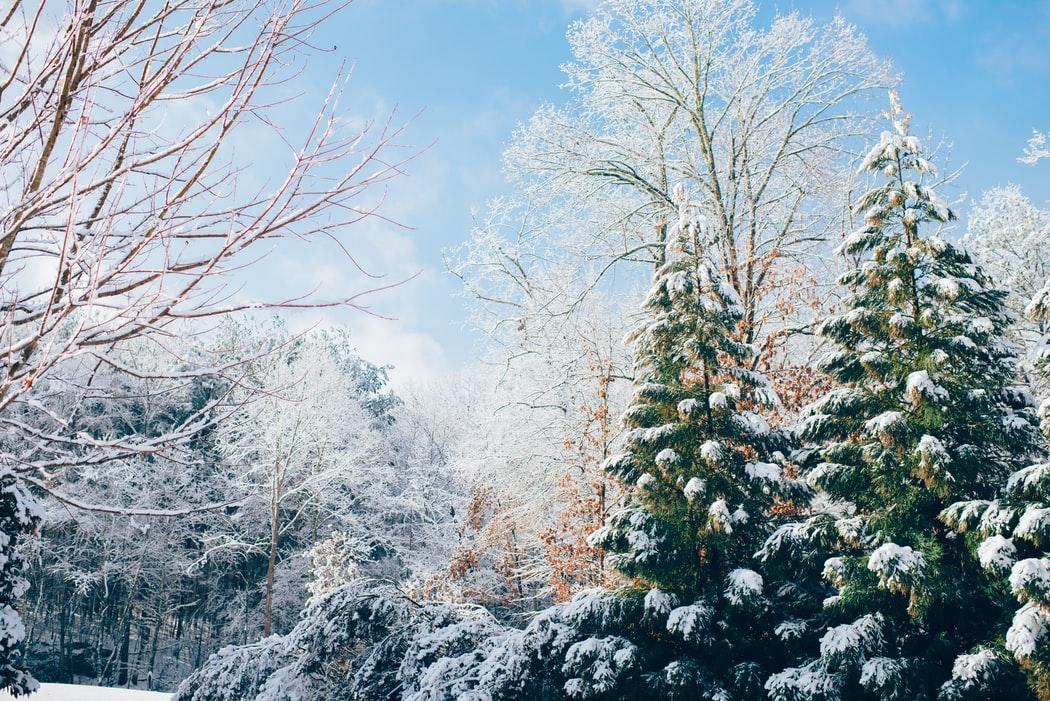 Trees covered in snow during the winter time.